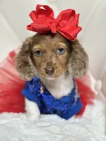 Lily Grace , a female Miniature Dachshund for sale in Pearson, GA – 7 of 10