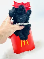 XX Tiny Girl 🎀, a female Poodle - Toy  for sale in Pearson, GA – 4 of 6