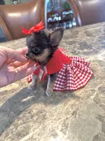 Going Home with LuLu 🩷, a female Chihuahua for sale in Pearson, GA – 3 of 7