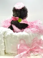 Tiny Paisley 🩷, a female Poodle - Toy  for sale in Pearson, GA – 4 of 10