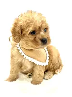 Bentley 💙, a male Cavapoo for sale in Pearson, GA – 7 of 7