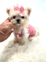 Super Tiny Girl 🎀, a female Shihpoo for sale in Pearson, GA – 3 of 8
