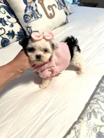 Tiny Lacy 🩷, a female Shihpoo for sale in Pearson, GA – 10 of 10