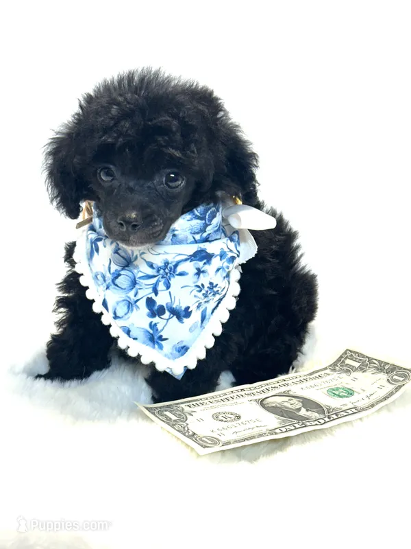 XXX Tiny Teddy 💙 – Poodle - Toy  puppy for sale in Pearson, GA