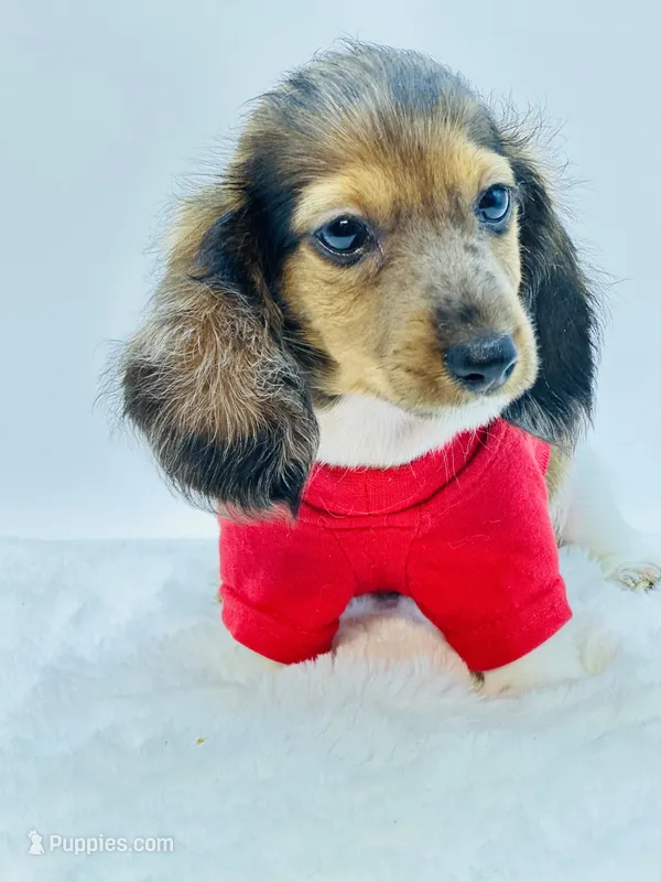 Dapple Piebald Boy 💙 – Miniature Dachshund puppy for sale in Pearson, GA