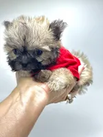 Xx Tiny Boy 💙, a male Shihpoo for sale in Pearson, GA – 5 of 5