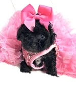Yorkiepoo Girl 🩷, a female Yorkipoo for sale in Pearson, GA – 3 of 4