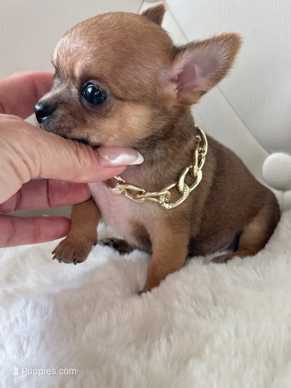 Tiny Bailey 💙 – Chihuahua puppy for sale in Pearson, GA
