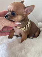 Tiny Bailey 💙, a male Chihuahua for sale in Pearson, GA – 1 of 4