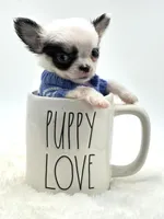 Micro Tiny Peanut 💙, a male Chihuahua for sale in Pearson, GA – 7 of 9