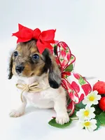 Bella Ray , a female Miniature Dachshund for sale in Pearson, GA – Photo 2 of 10