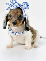 Bella Ray , a female Miniature Dachshund for sale in Pearson, GA – Photo 10 of 10