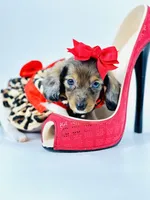 Bella Ray , a female Miniature Dachshund for sale in Pearson, GA – Photo 6 of 10