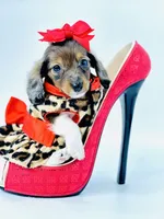 Bella Ray , a female Miniature Dachshund for sale in Pearson, GA – Photo 8 of 10