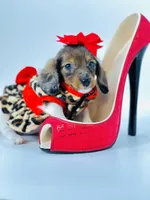 Bella Ray , a female Miniature Dachshund for sale in Pearson, GA – Photo 1 of 10