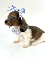 Bella Ray , a female Miniature Dachshund for sale in Pearson, GA – Photo 4 of 10