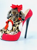 Bella Ray , a female Miniature Dachshund for sale in Pearson, GA – Photo 5 of 10