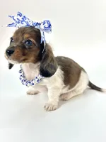 Bella Ray , a female Miniature Dachshund for sale in Pearson, GA – Photo 3 of 10