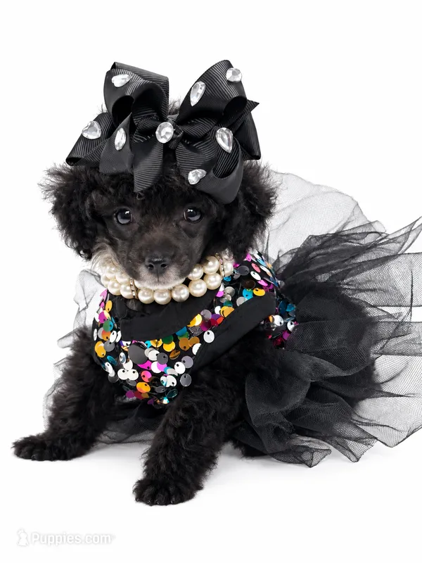 Tiny Paisley 🩷 – Poodle - Toy  puppy for sale in Pearson, GA