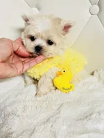 Harper 💙, a male Shihpoo for sale in Pearson, GA – 6 of 8