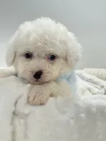 Snowball 💙, a male Poodle - Toy  and Toy Australian Shepherd for sale in Pearson, GA – 2 of 10