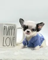 Micro Tiny Peanut 💙, a male Chihuahua for sale in Pearson, GA – 4 of 9