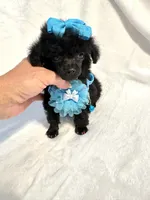 XX Tiny Anna Belle , a female Poodle - Toy  for sale in Pearson, GA – 5 of 7