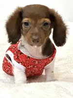 Chocolate long coat Boy 💙, a male Miniature Dachshund for sale in Pearson, GA – Photo 5 of 6