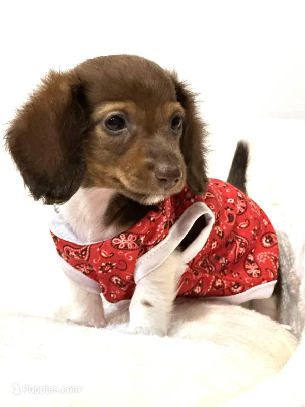 Chocolate long coat Boy 💙 – Miniature Dachshund puppy for sale in Pearson, GA