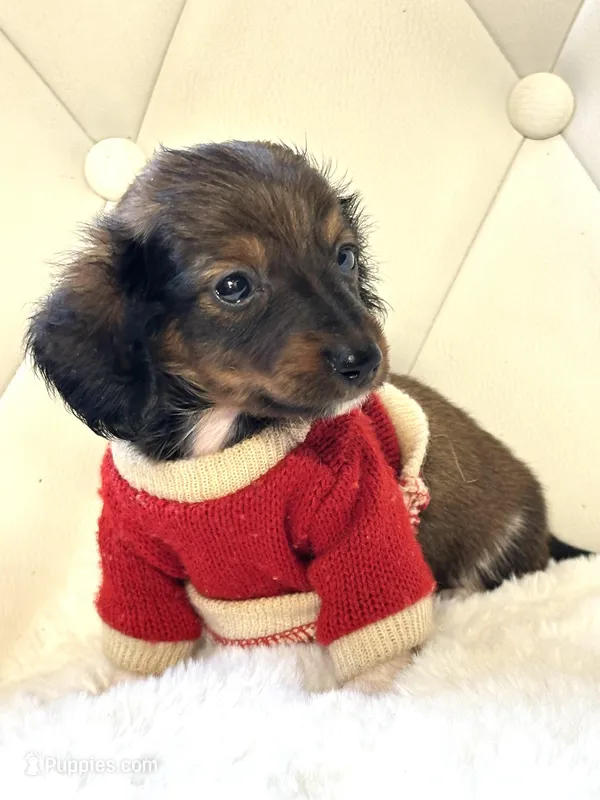 Mini Boy  – Miniature Dachshund puppy for sale in Pearson, GA