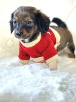 Mini Boy , a male Miniature Dachshund for sale in Pearson, GA – Photo 3 of 5