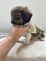 Mini Boy , a male Miniature Dachshund for sale in Pearson, GA – Photo 5 of 5