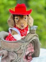 Chocolate Cowboy 🐴, a male Miniature Dachshund for sale in Pearson, GA – Photo 1 of 3