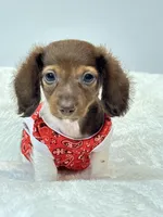 Chocolate long coat Boy 💙, a male Miniature Dachshund for sale in Pearson, GA – Photo 4 of 6