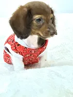 Chocolate long coat Boy 💙, a male Miniature Dachshund for sale in Pearson, GA – Photo 3 of 6