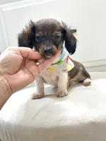 Mini Boy , a male Miniature Dachshund for sale in Pearson, GA – Photo 4 of 5