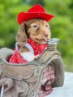 Chocolate Cowboy 🐴, a male Miniature Dachshund for sale in Pearson, GA – Photo 3 of 3