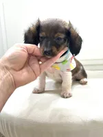 Mini Boy , a male Miniature Dachshund for sale in Pearson, GA – Photo 2 of 5