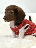 Chocolate long coat Boy 💙, a male Miniature Dachshund for sale in Pearson, GA – Photo 6 of 6