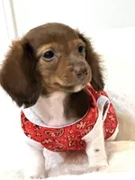 Chocolate long coat Boy 💙, a male Miniature Dachshund for sale in Pearson, GA – Photo 2 of 6