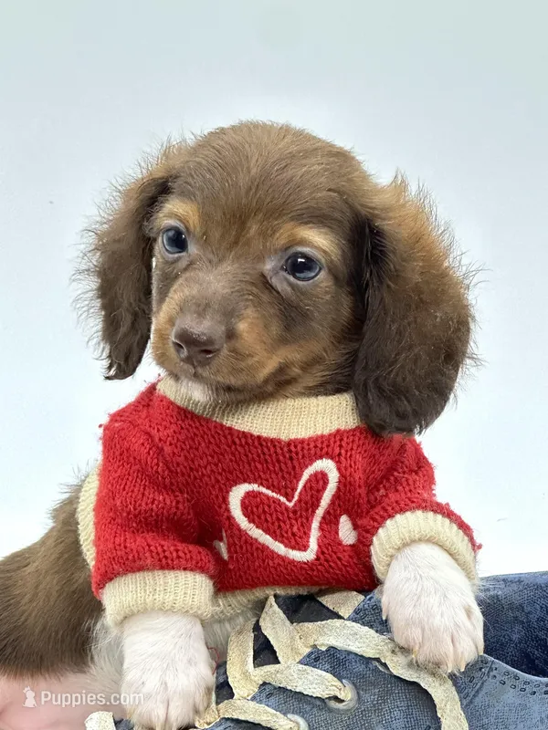 Mini Boy  – Miniature Dachshund puppy for sale in Pearson, GA