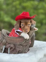 Chocolate Cowboy 🐴, a male Miniature Dachshund for sale in Pearson, GA – Photo 2 of 3