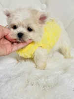 Harper 💙, a male Shihpoo for sale in Pearson, GA – 2 of 8