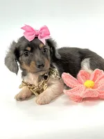 Berry Blu🩷, a female Miniature Dachshund for sale in Pearson, GA – Photo 2 of 7