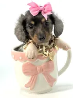 Berry Blu🩷, a female Miniature Dachshund for sale in Pearson, GA – Photo 1 of 7