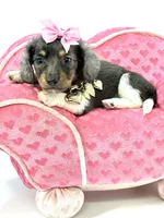 Berry Blu🩷, a female Miniature Dachshund for sale in Pearson, GA – Photo 7 of 7