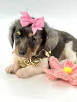 Berry Blu🩷, a female Miniature Dachshund for sale in Pearson, GA – Photo 4 of 7