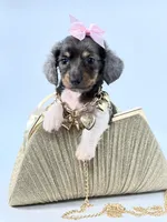 Berry Blu🩷, a female Miniature Dachshund for sale in Pearson, GA – Photo 5 of 7