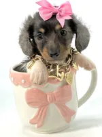 Berry Blu🩷, a female Miniature Dachshund for sale in Pearson, GA – Photo 6 of 7