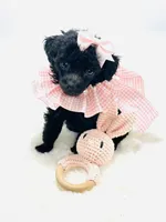 Super Tiny Lily Rae 🎀, a female Poodle - Toy  for sale in Pearson, GA – 2 of 6